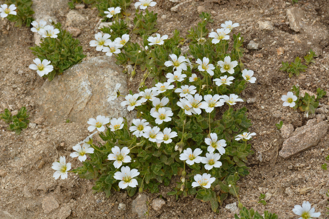 Изображение особи Cerastium undulatifolium.