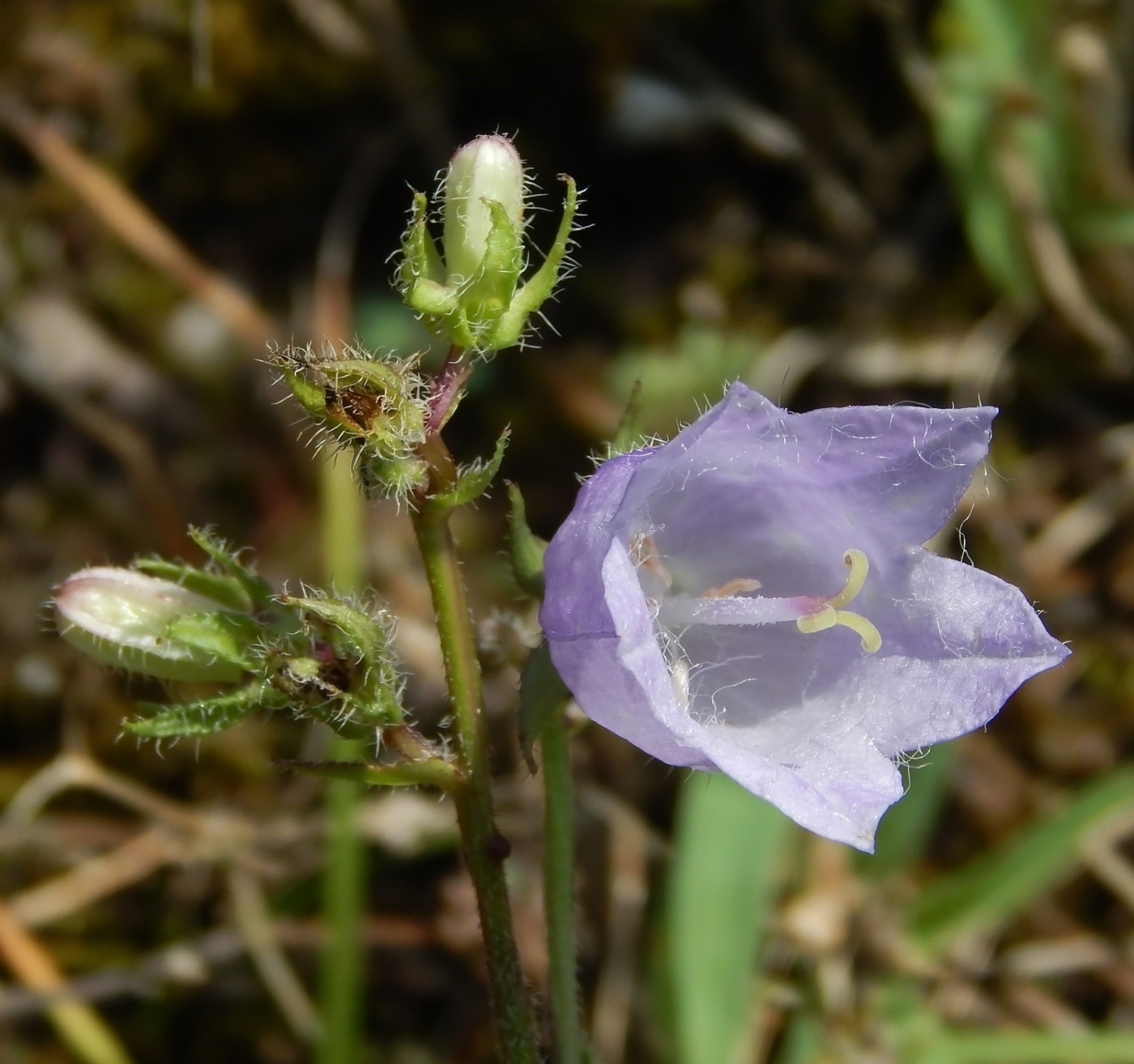 Изображение особи Campanula bzybica.