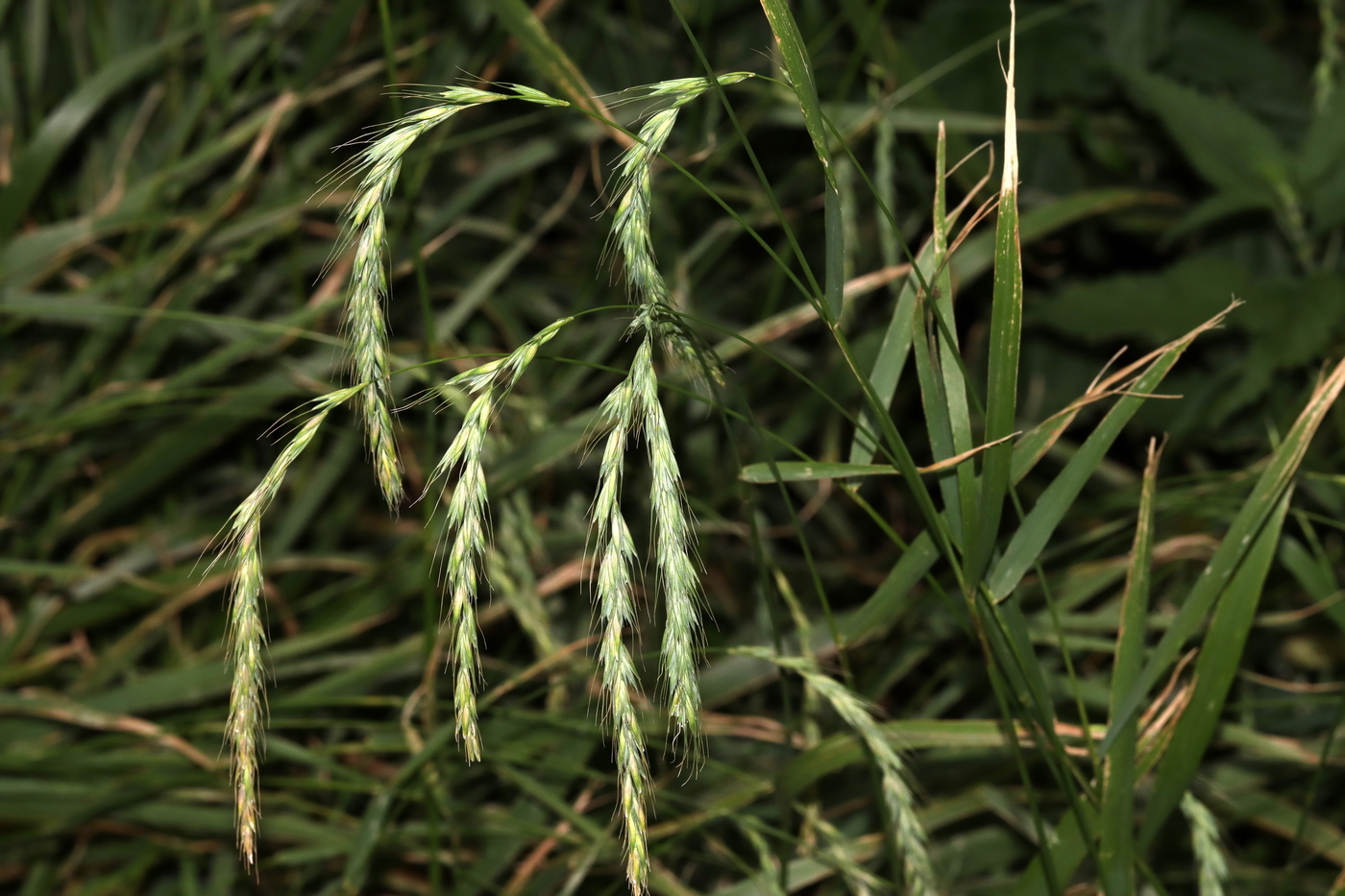 Image of Elymus sibiricus specimen.