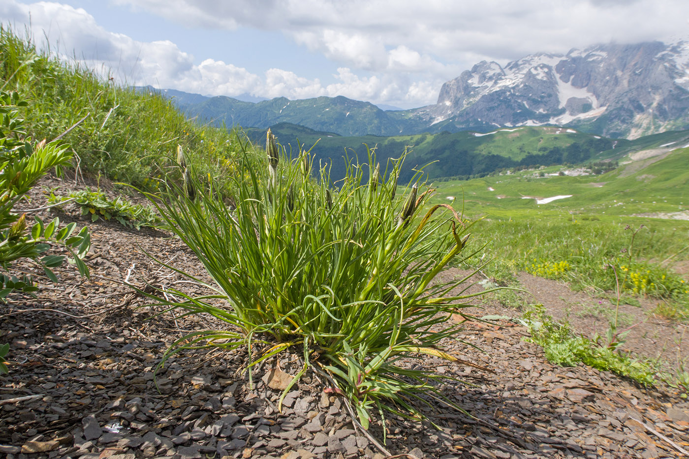 Изображение особи Tragopogon reticulatus.