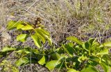 Vitex pinnata