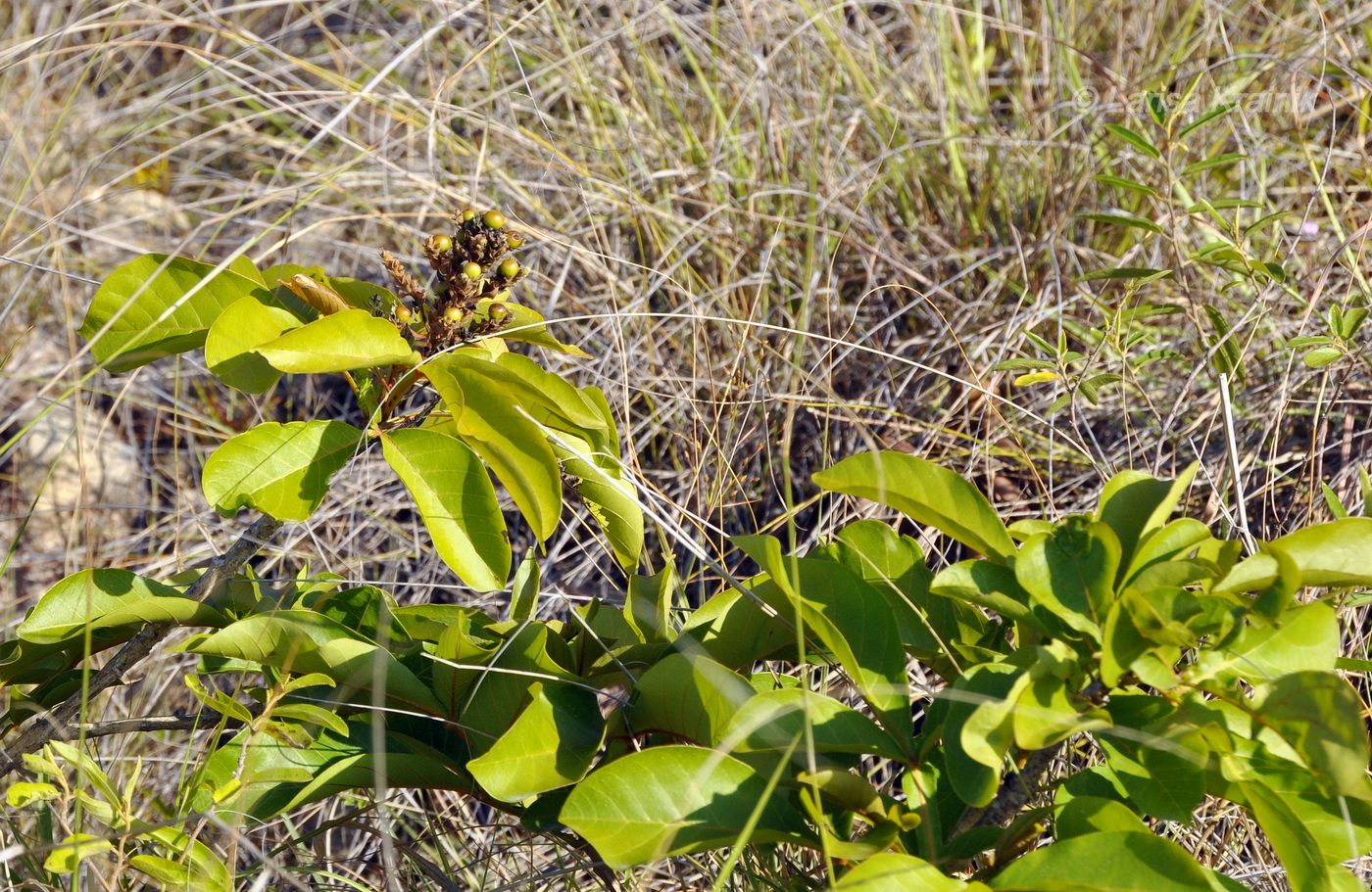 Изображение особи Vitex pinnata.