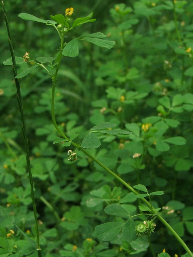 Image of Medicago denticulata specimen.