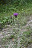 Cirsium arachnoideum. Верхушка цветущего растения. Чечня, Шаройский р-н, правый берег р. Шароаргун в 200 м выше устья р. Кенхи, луг на краю лиственного леса. 12 августа 2023 г.