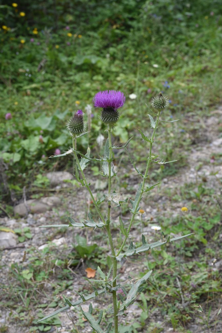 Изображение особи Cirsium arachnoideum.