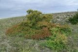 Cotinus coggygria