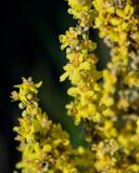 Verbascum lychnitis. Цветки. Оренбургская обл., Саракташский р-н, хр. Карамурунтау, луговой склон. 07.07.2023.