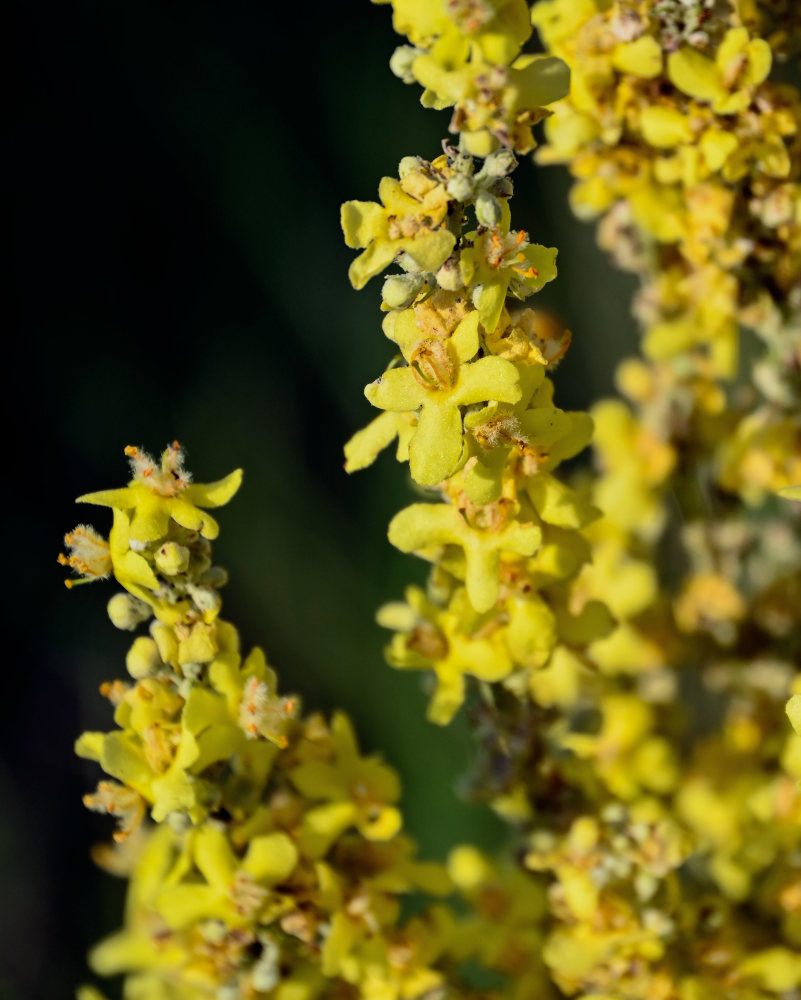 Изображение особи Verbascum lychnitis.