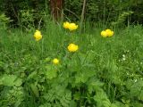 Trollius europaeus