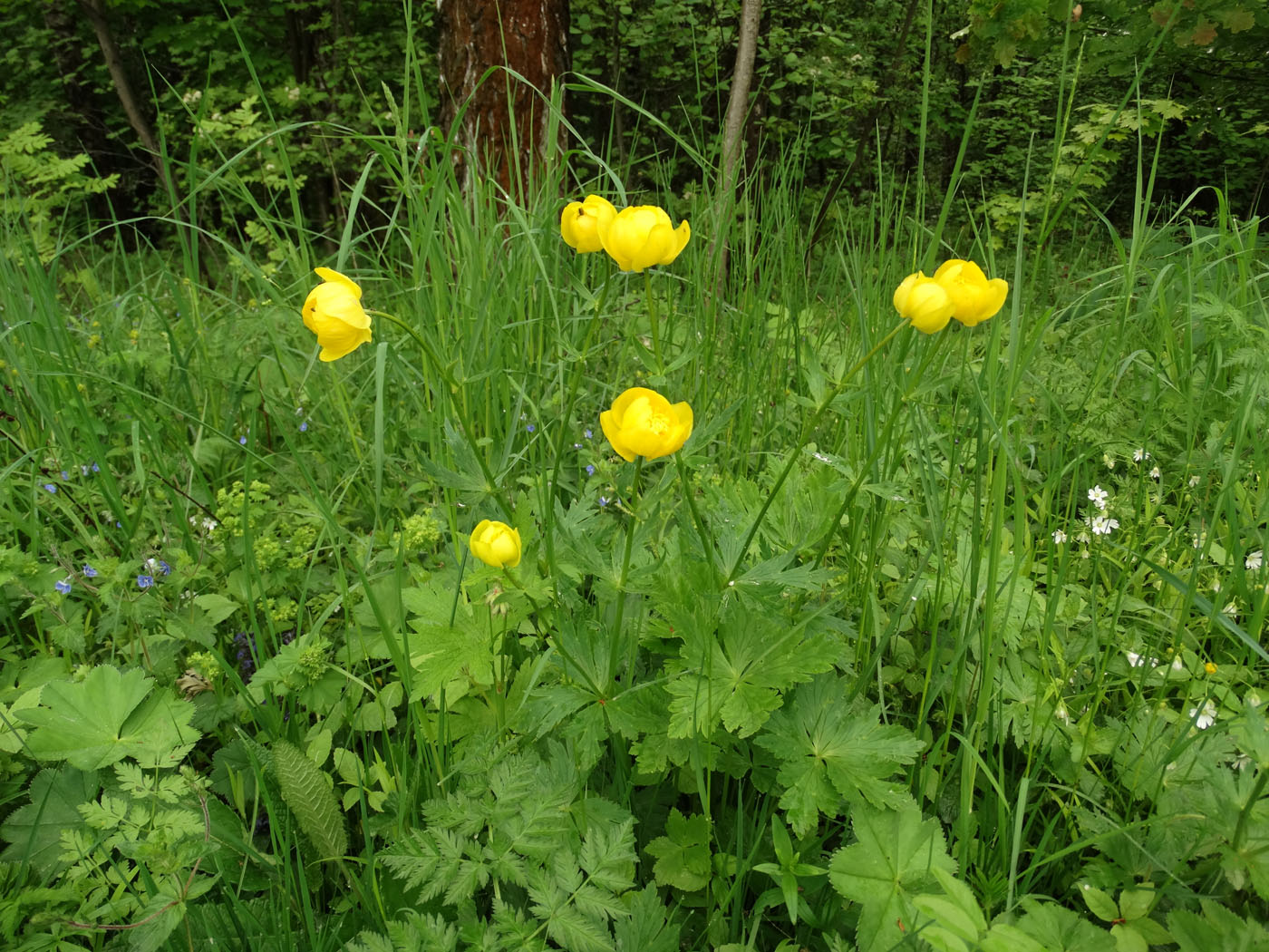 Изображение особи Trollius europaeus.