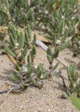 Polygonum maritimum. Цветущие растения. Испания, Каталония, пров. Жирона, комарка Альт-Эмпорда, муниципалитет Сан-Педро-Пескадор, устье р. Флувиа, пляж. 07.04.2024.