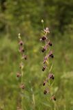 Ophrys oestrifera