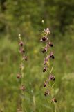 Ophrys oestrifera