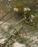 Asperula lipskyana. Веточки с плодами. Краснодарский край, м/о город-курорт Геленджик, окр. пос. Светлый, щель Церковная, можжевелово-дубовое редколесье, щебнисто-каменистая осыпь. 14.10.2018.