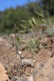 Bromus squarrosus