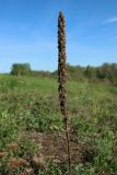 Verbascum thapsus. Верхушка сухого прошлогоднего побега с соплодием. Псковская обл., Невельский р-н, окр. дер. Худоярово, побережье оз. Езерище, верхняя часть городища, суходольный разнотравно-злаковый луг. 02.05.2024.