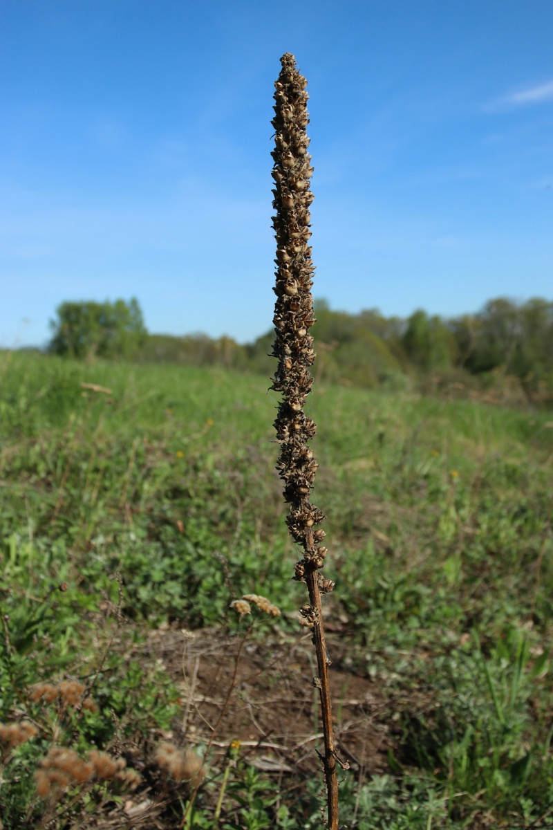 Image of Verbascum thapsus specimen.