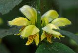 Galeobdolon luteum