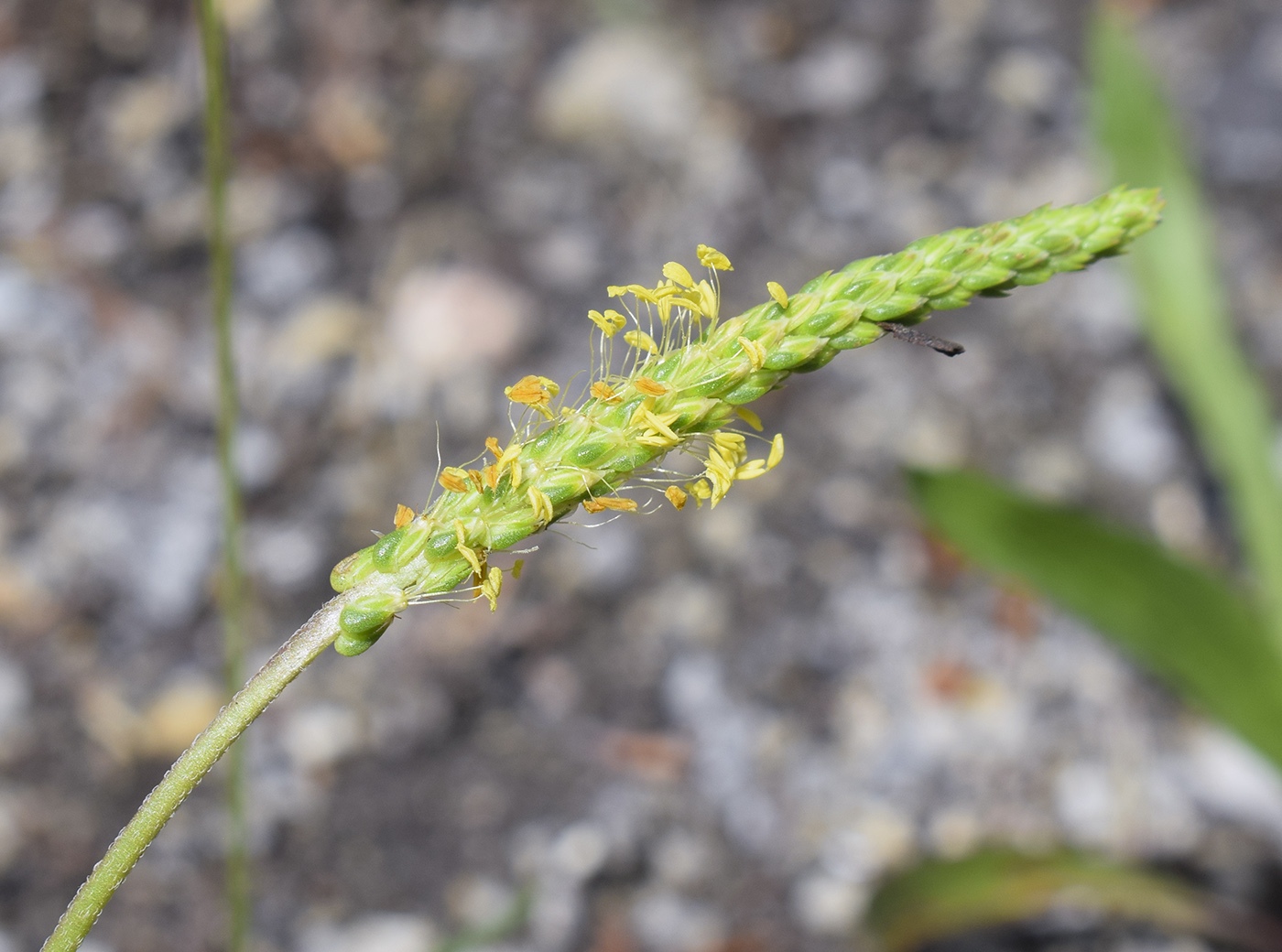 Image of Plantago maritima ssp. serpentina specimen.