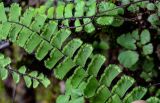 Adiantum malesianum