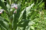 Cynoglossum officinale