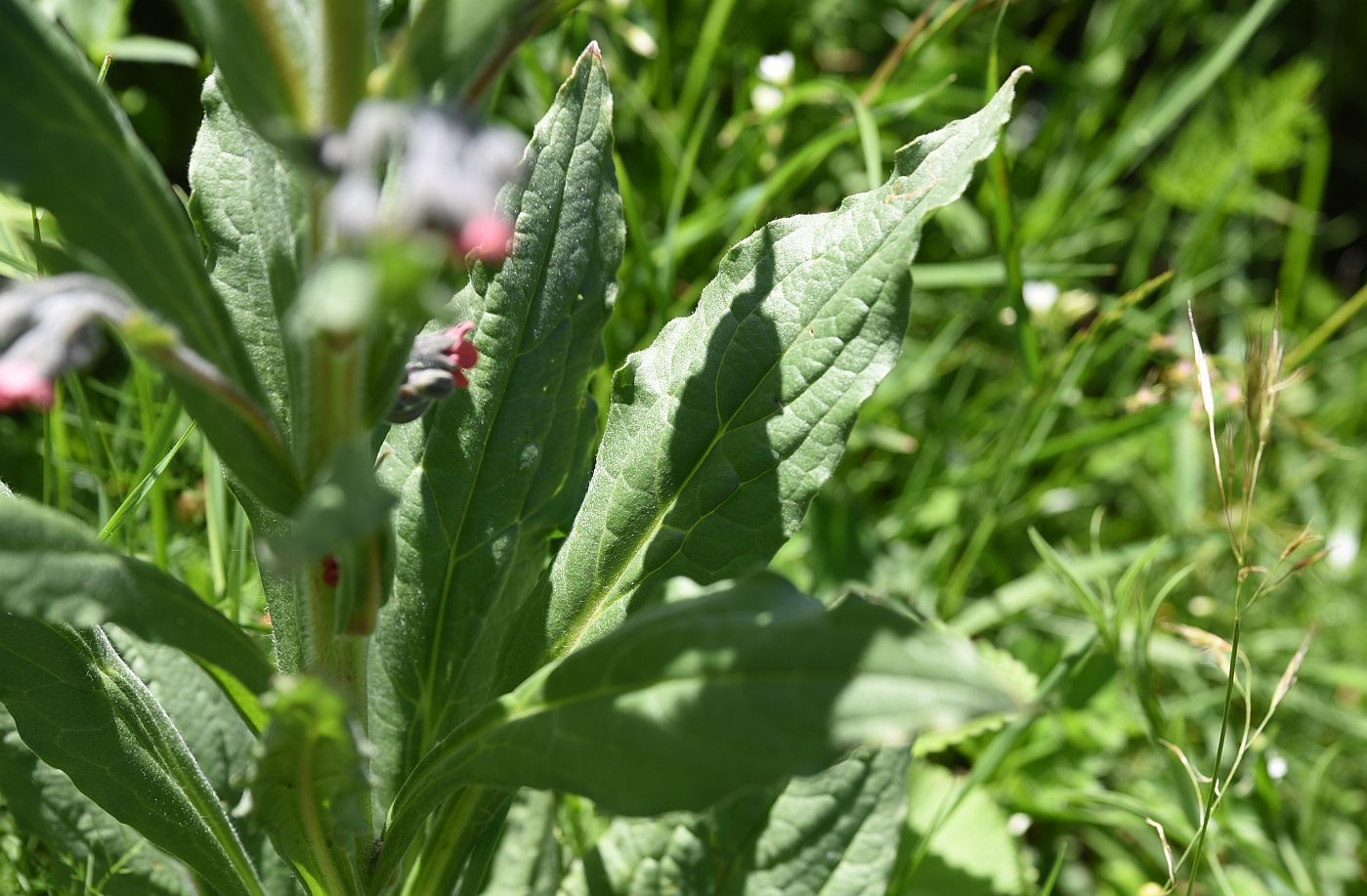 Image of Cynoglossum officinale specimen.