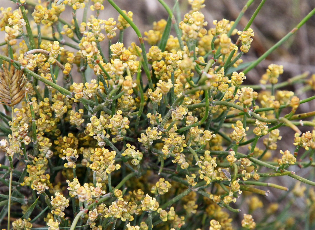 Image of Ephedra distachya specimen.