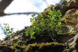 Asplenium ruta-muraria. Растение на скале. Горный Крым, Чернореченский каньон. 17 декабря 2012 г.