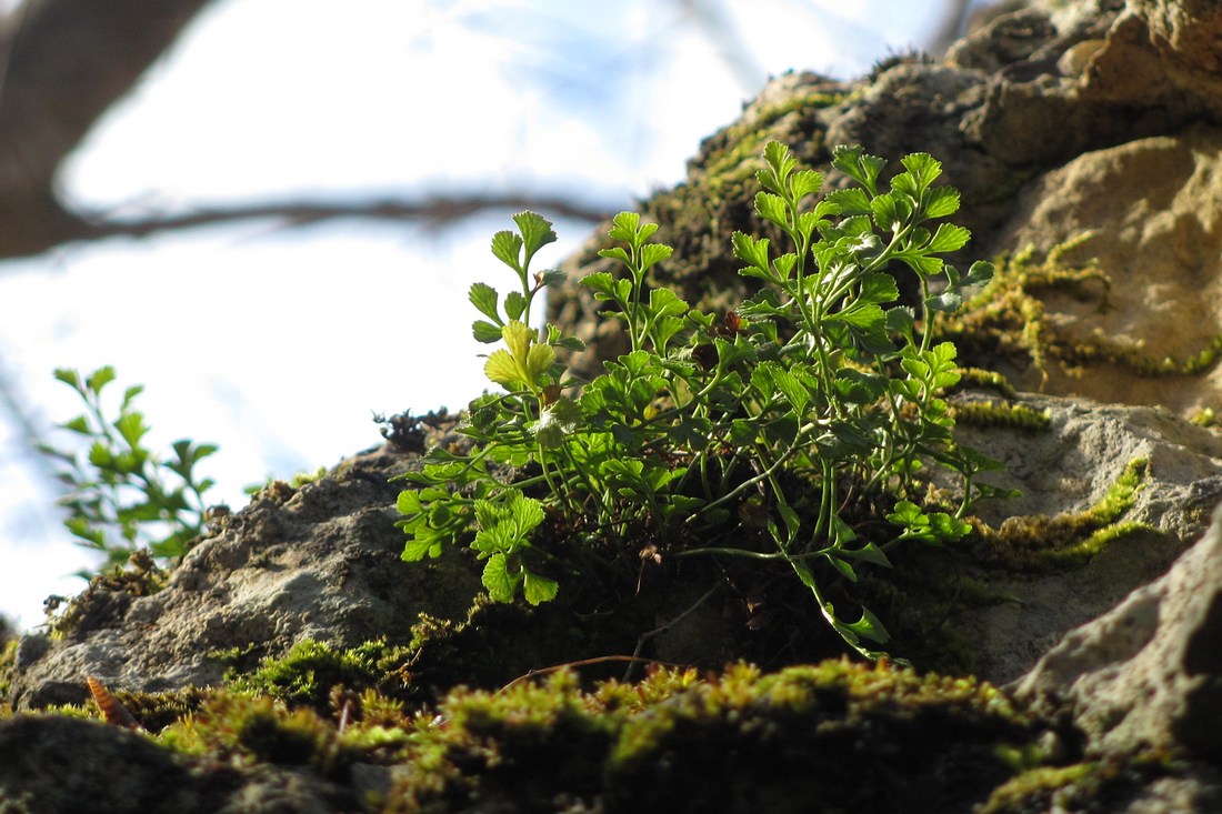 Изображение особи Asplenium ruta-muraria.