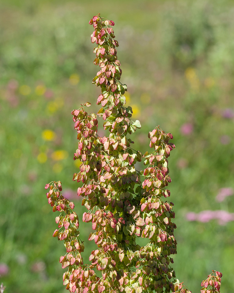 Изображение особи Rumex aquaticus.