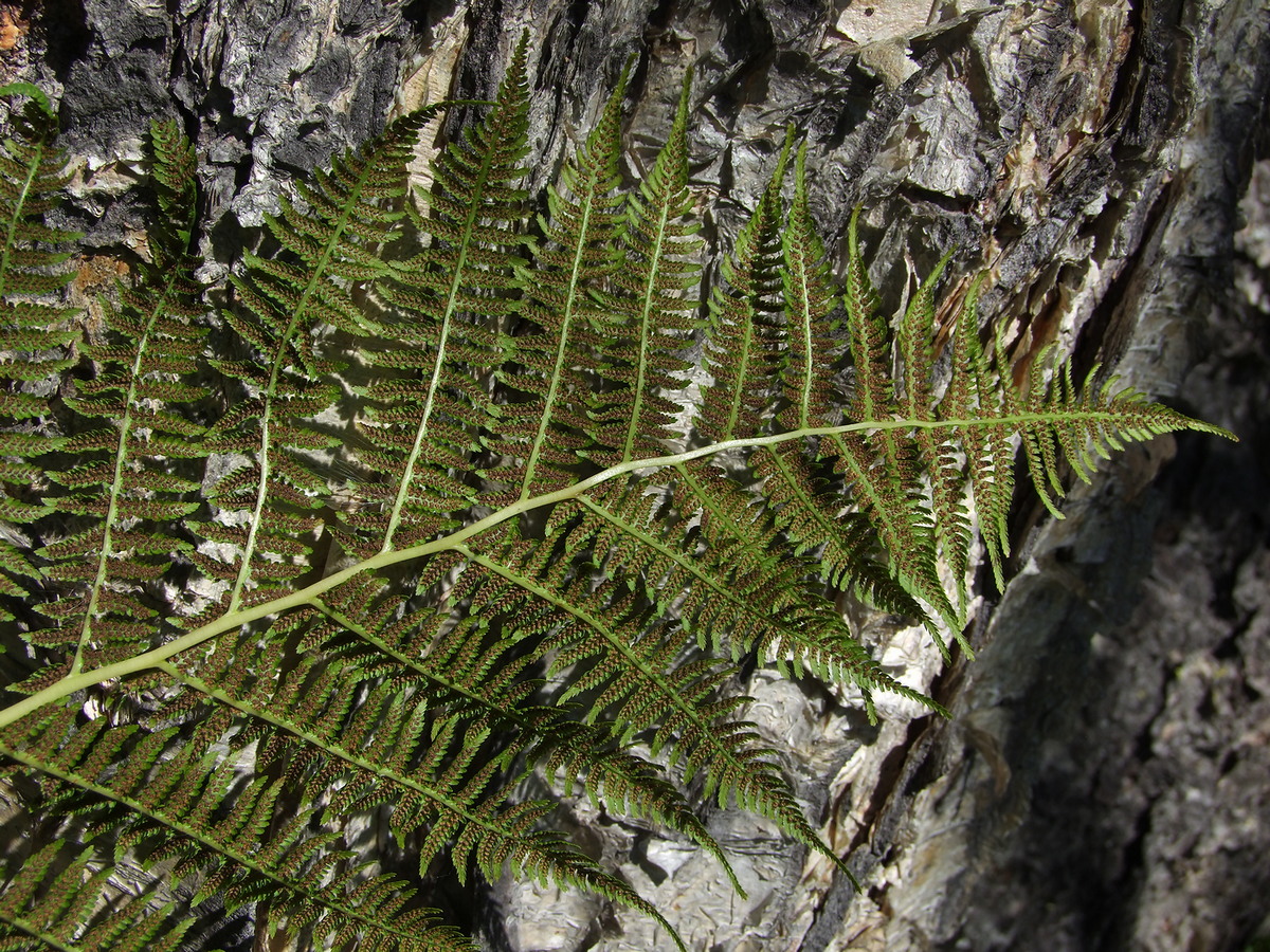 Image of Athyrium filix-femina specimen.