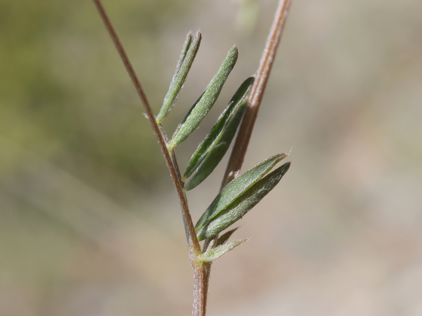 Image of Lens ervoides specimen.