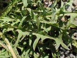 Taraxacum brassicifolium. Листья. Хабаровский край, окр. г. Комсомольск-на-Амуре, обочина грунтовой дороги. 19.05.2025.