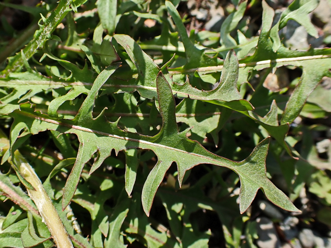 Image of Taraxacum brassicifolium specimen.