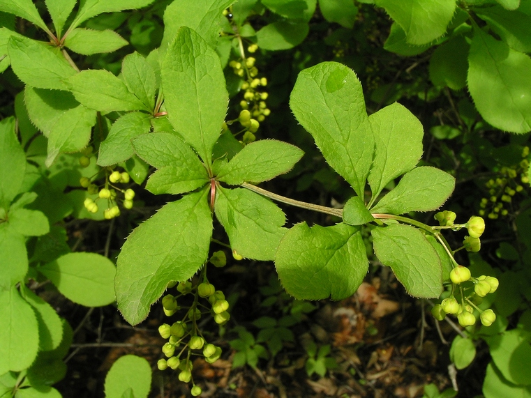 Image of Berberis amurensis specimen.