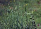 familia Poaceae. Соцветия. Московская обл., Раменский р-н, окр. дер. Хрипань, садовый участок. 29.05.2025.