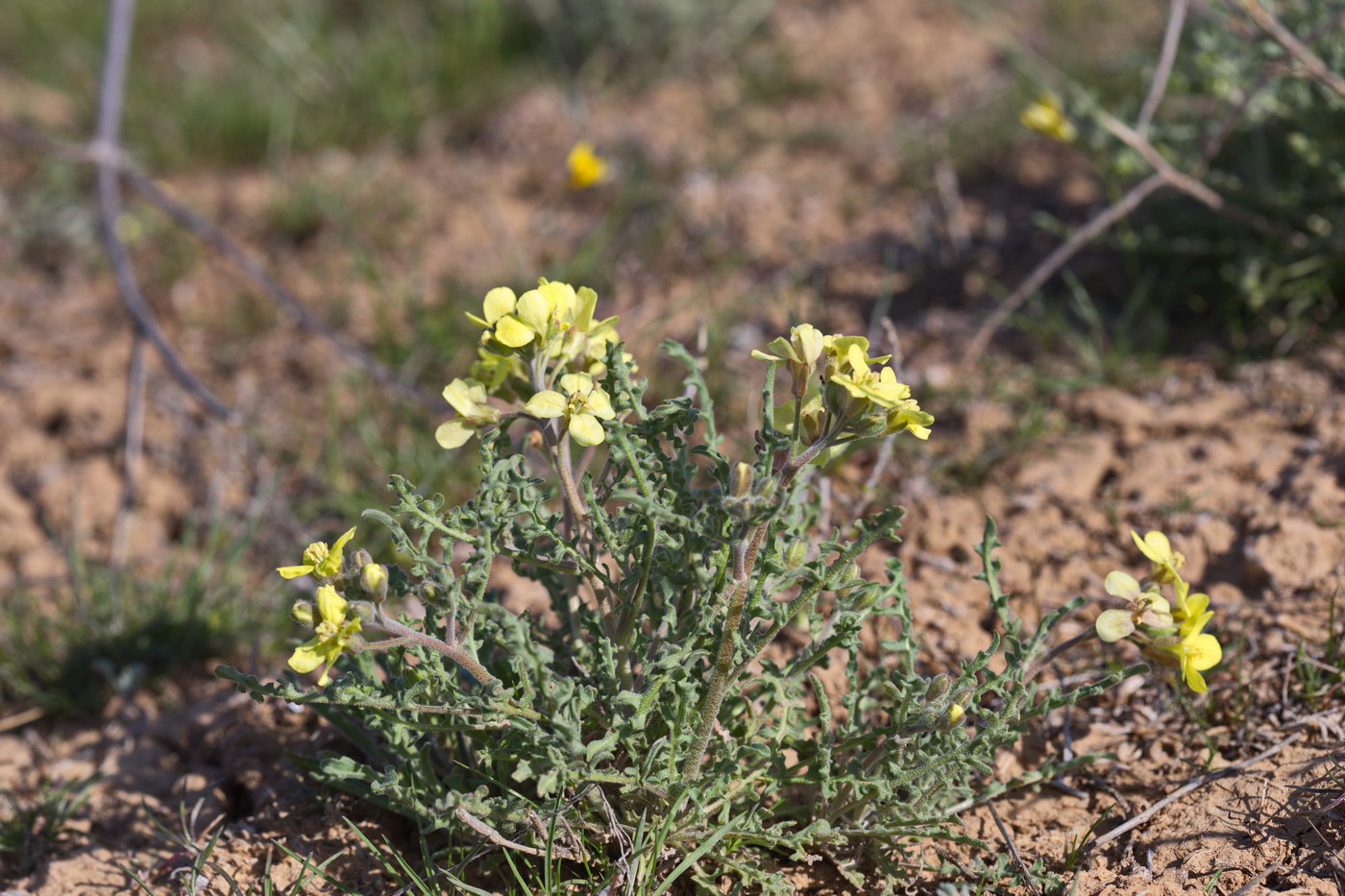 Image of Sterigmostemum caspicum specimen.
