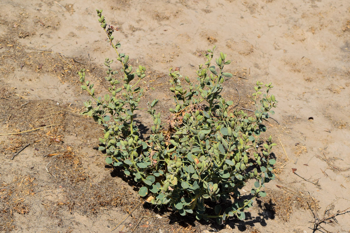 Image of genus Alhagi specimen.