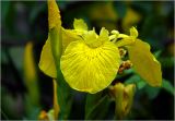 Iris pseudacorus. Цветок. Московская обл., Раменский р-н, окр. дер. Хрипань, садовый участок. 15.06.2025.