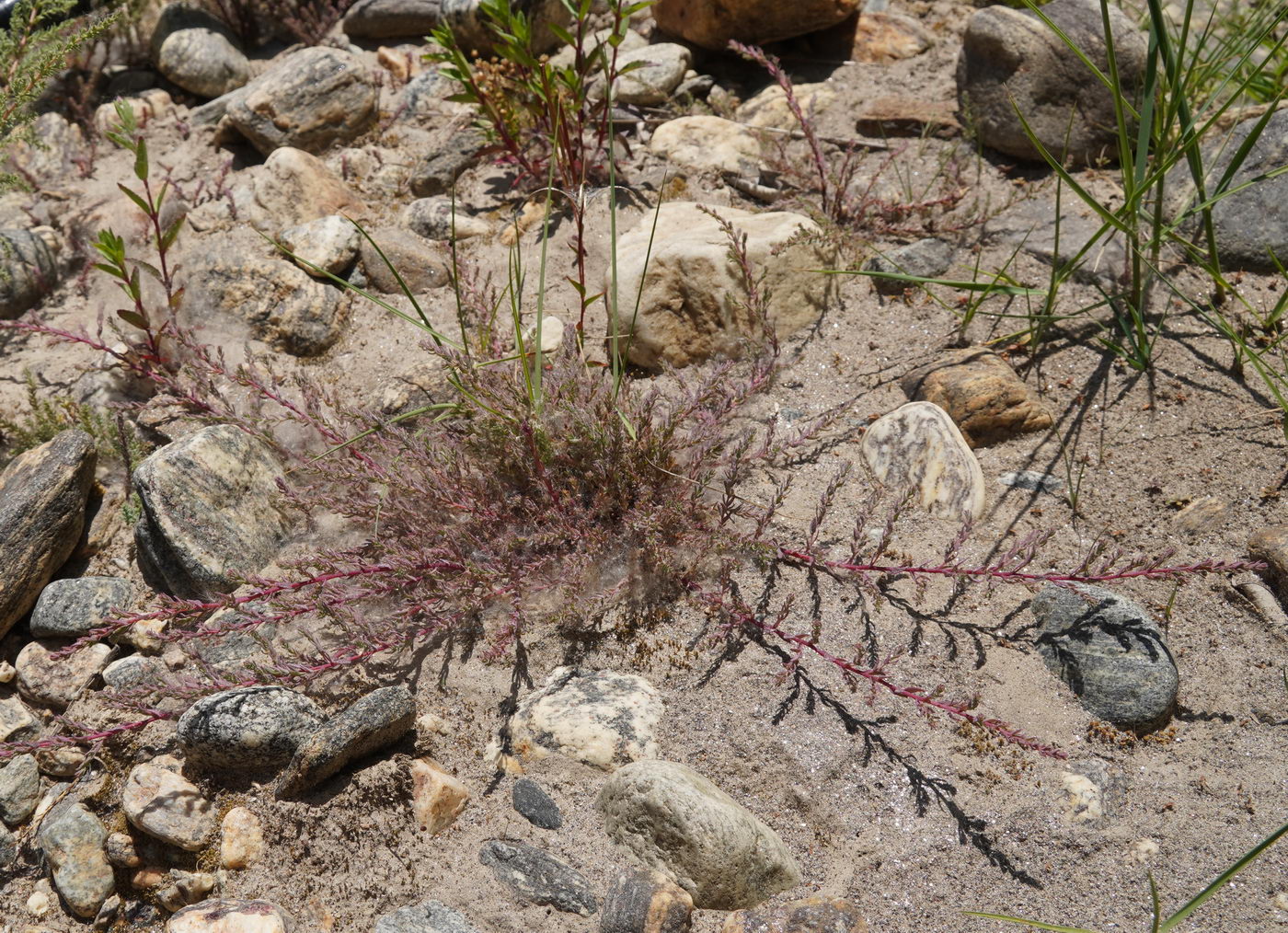 Image of Unknown species specimen.