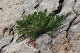 Astragalus buschiorum