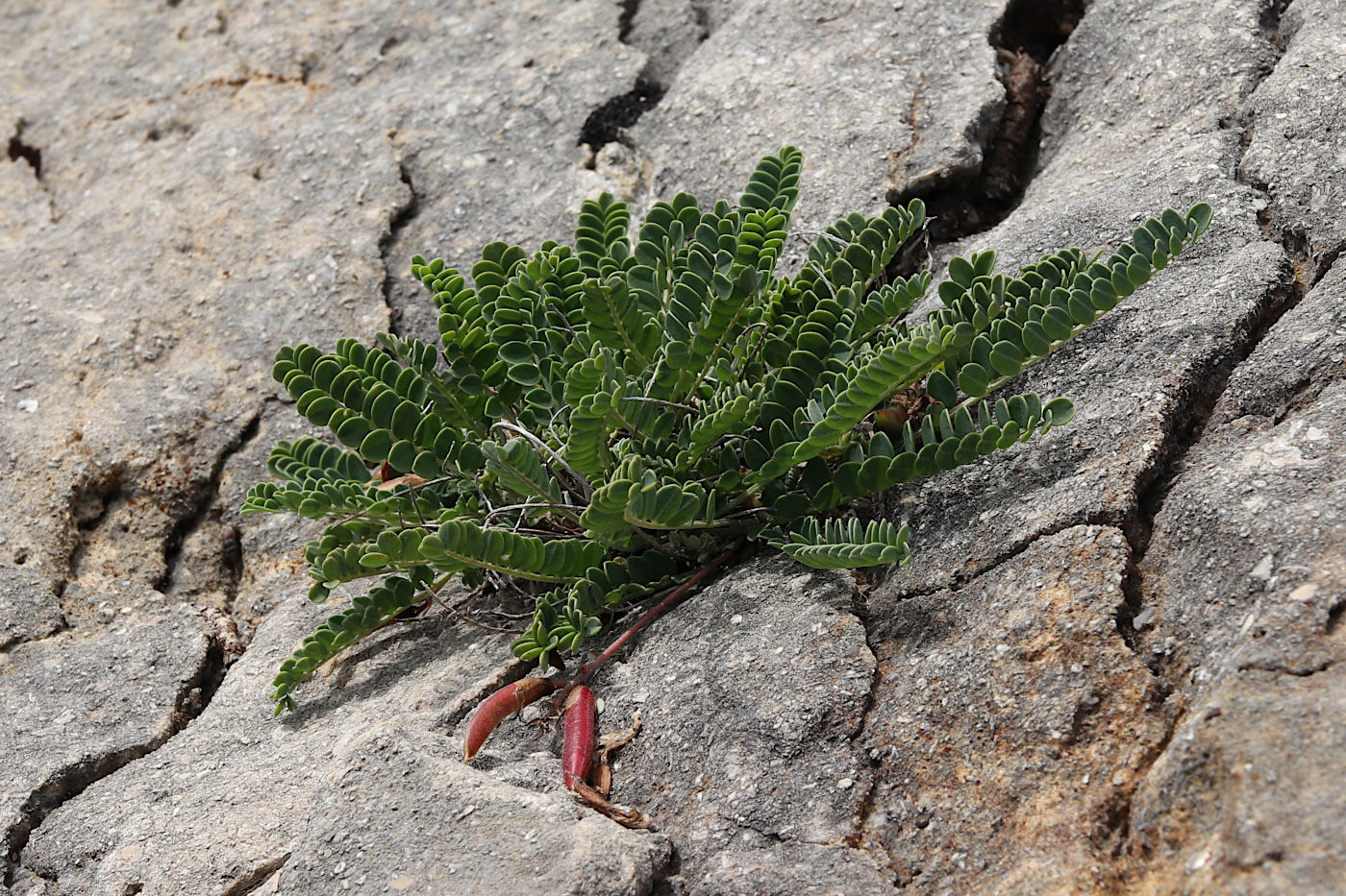 Image of Astragalus buschiorum specimen.
