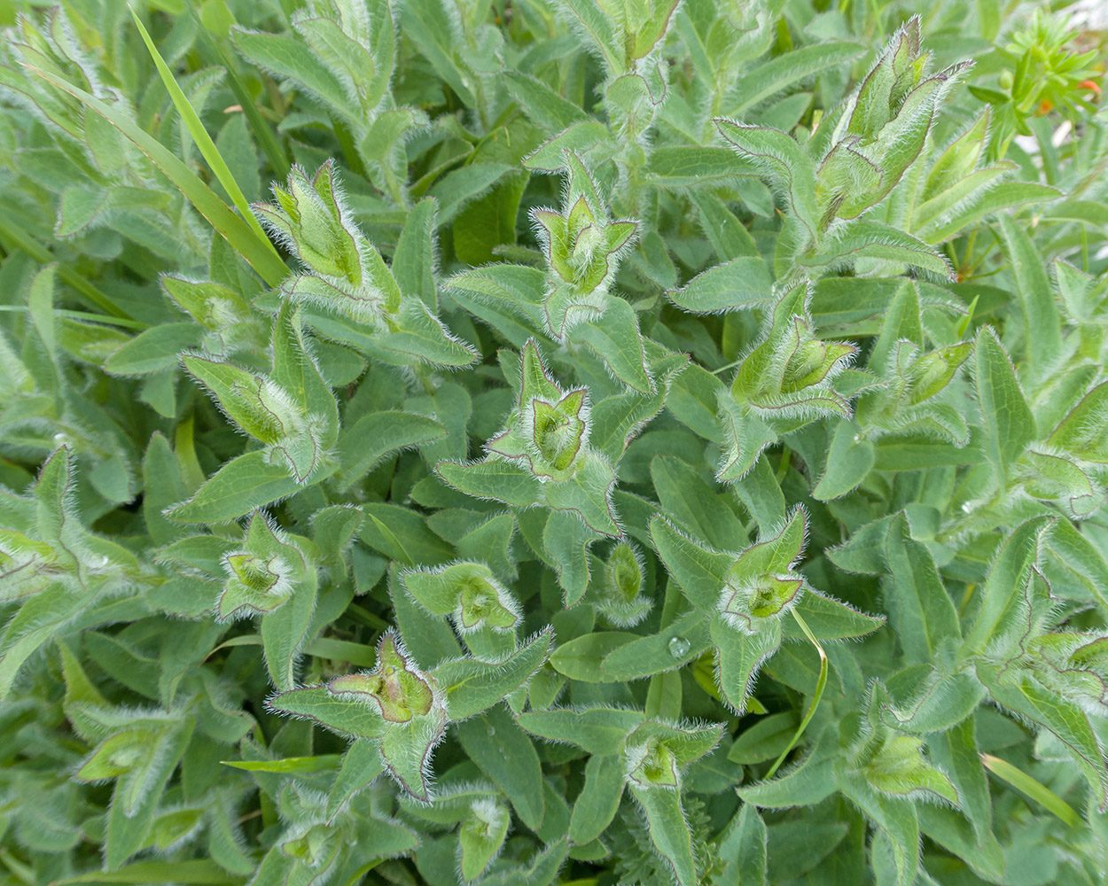 Изображение особи род Hieracium.