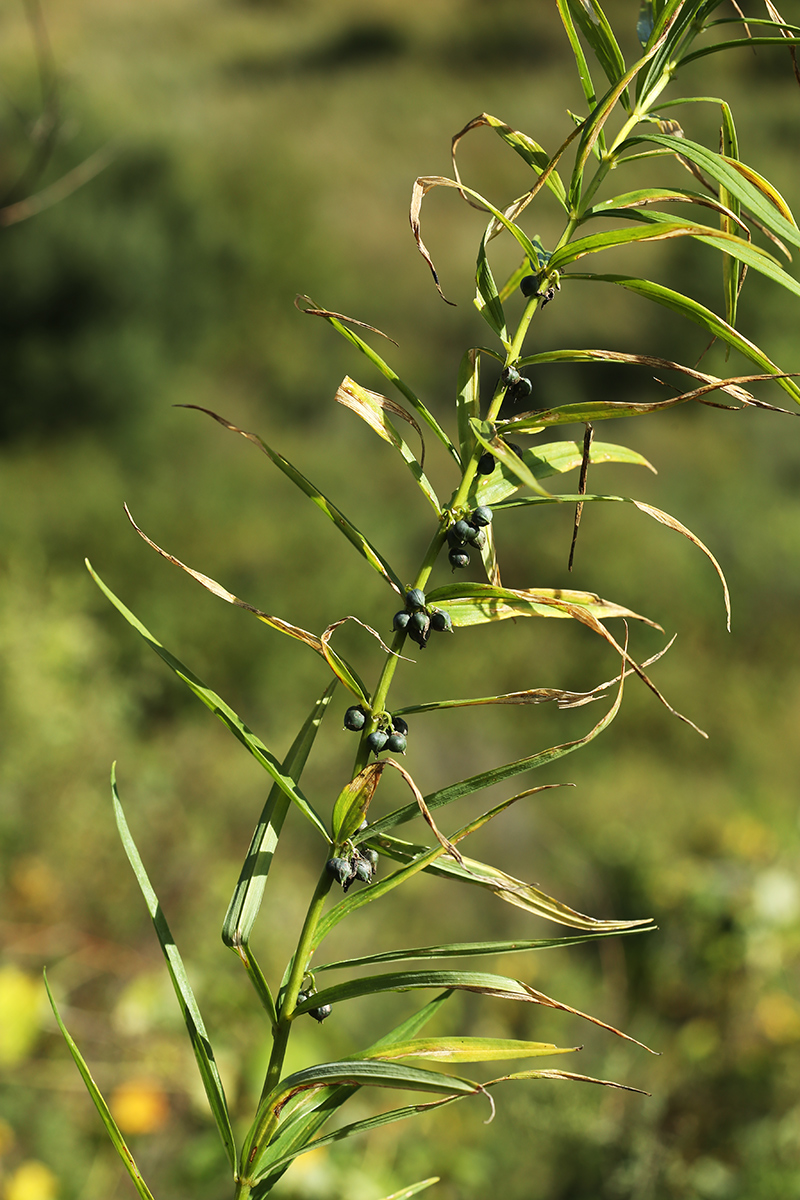 Изображение особи Polygonatum stenophyllum.
