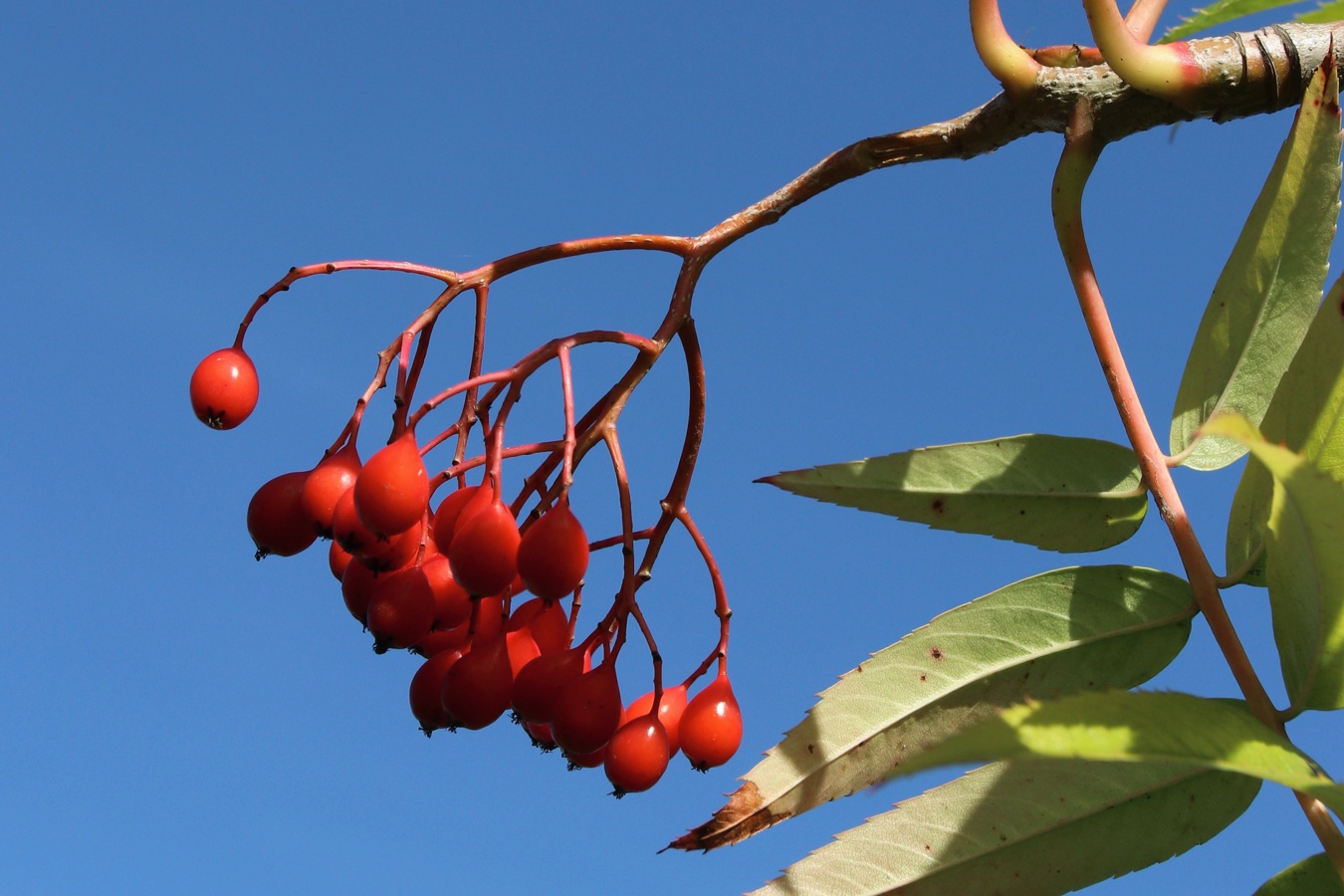 Изображение особи Sorbus commixta.