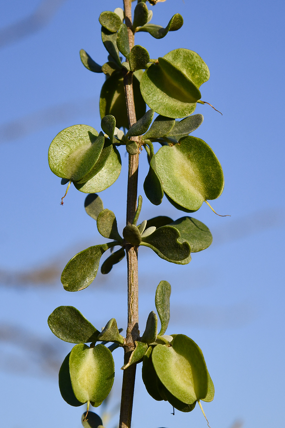 Image of Zygophyllum gontscharovii specimen.