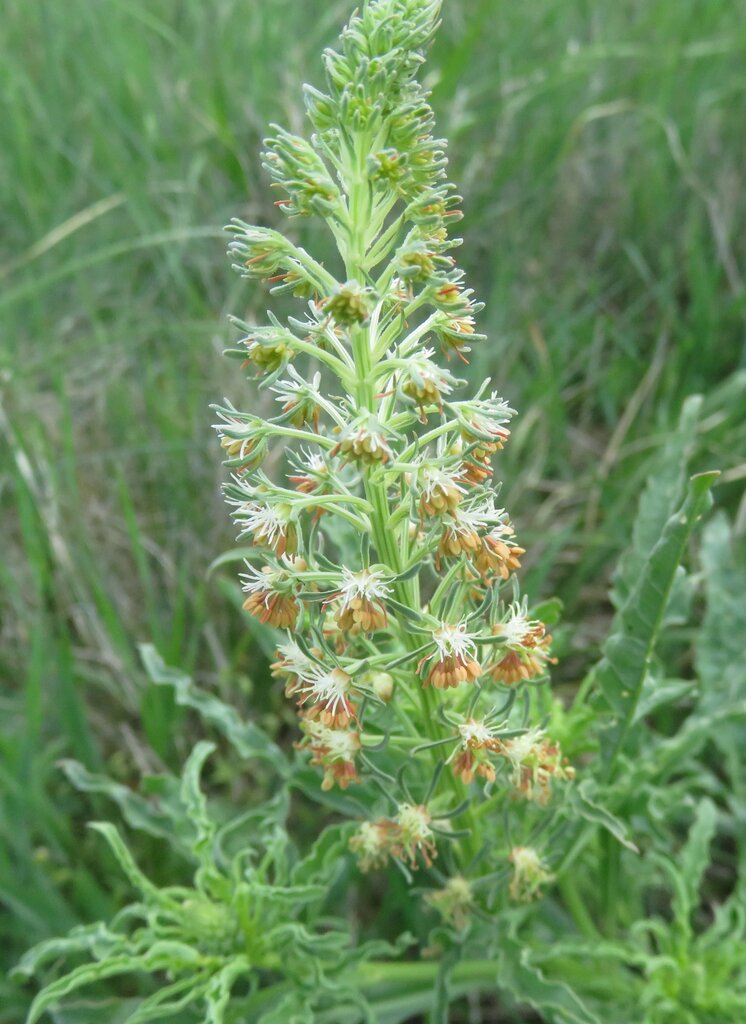 Image of Reseda inodora specimen.