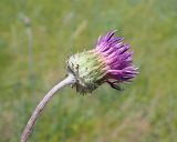 Jurinea arachnoidea. Недавно раскрывшееся соцветие-корзинка. Ульяновская обл., Мелекесский р-н, окр. с. Вишенка, дол. р. Бирля, участок ковыльно-разнотравной степи на склоне. 31.05.2524.