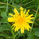 genus Taraxacum. Соцветие. Карачаево-Черкесия, Зеленчукский р-н, гора Джангур, ≈ 1500 м н.у.м., сниженный субальпийский луг. 04.06.2025.
