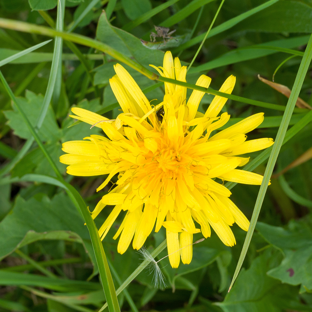 Image of genus Taraxacum specimen.